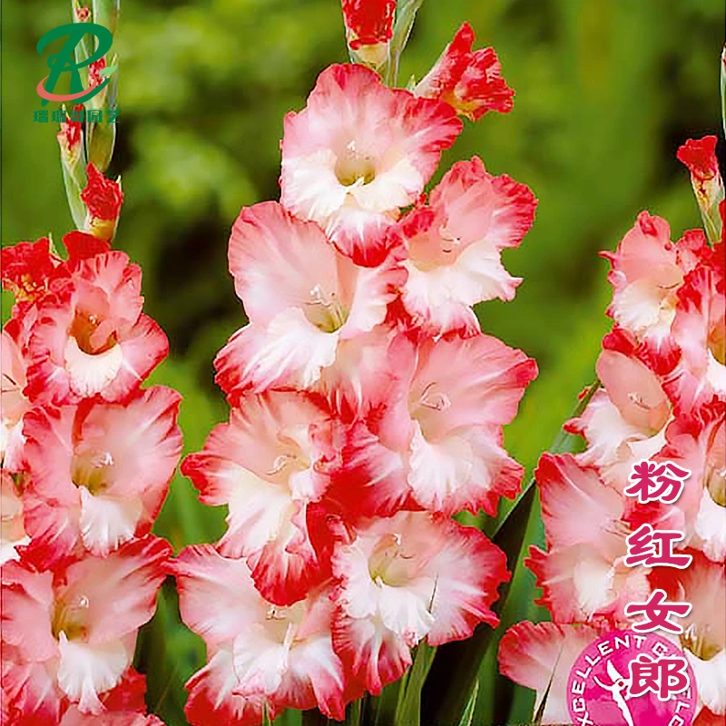 【粉红女郎】唐菖蒲剑兰种球多年生花卉绿植盆栽种子庭院阳台易养活