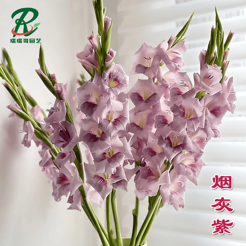 瑞哥宠粉福利超大球【烟灰紫】剑兰种球荷兰进口唐菖蒲花卉