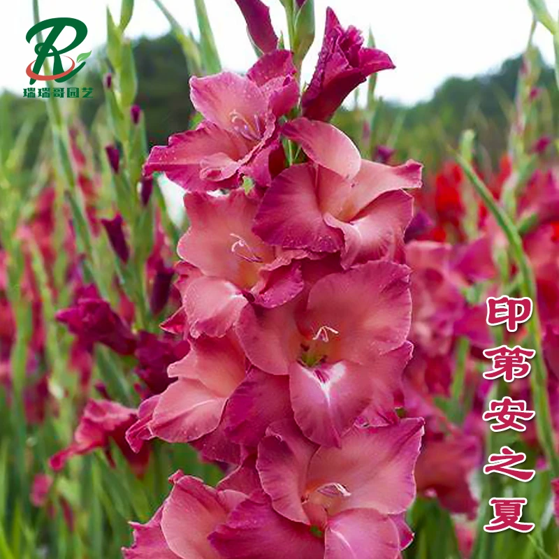 5颗【印第安之夏】唐菖蒲剑兰种球荷兰进口花卉室内庭院绿植四季盆