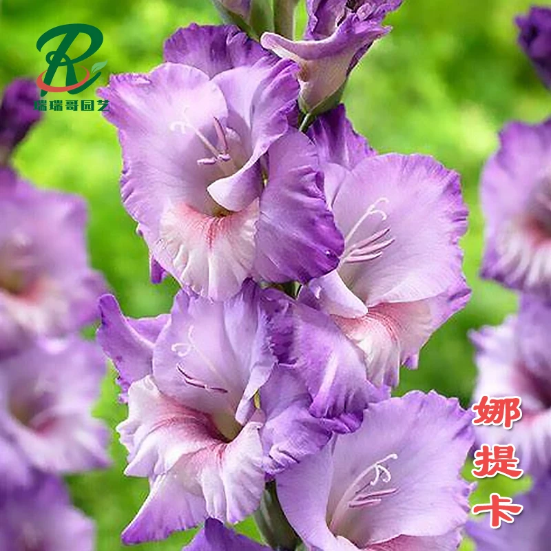 1颗【娜提卡】14+剑兰二代种球室内阳台庭院兰花盆栽花卉种球
