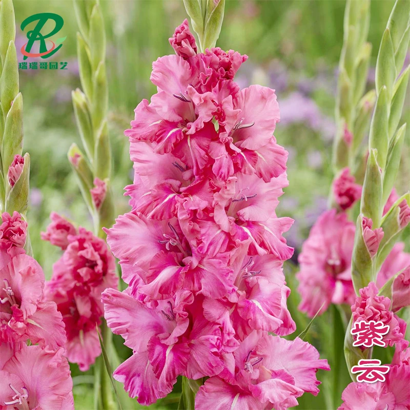 到手5棵【紫云】唐菖蒲剑兰荷兰进口种球室内阳台庭院兰花盆栽花卉