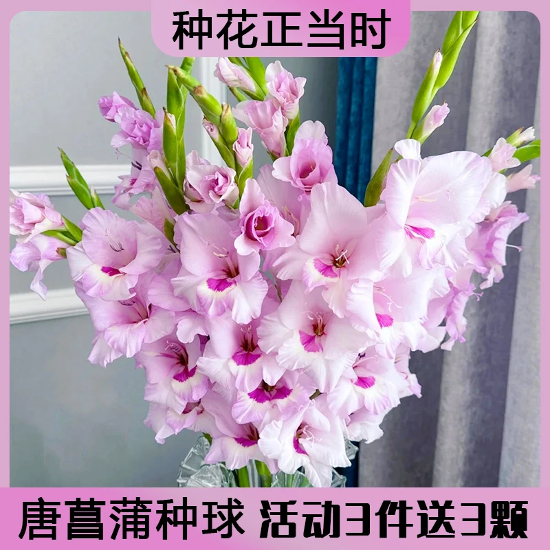 唐菖蒲/剑兰荷兰进口种球室内阳台庭院兰花盆栽地栽四季花卉种子