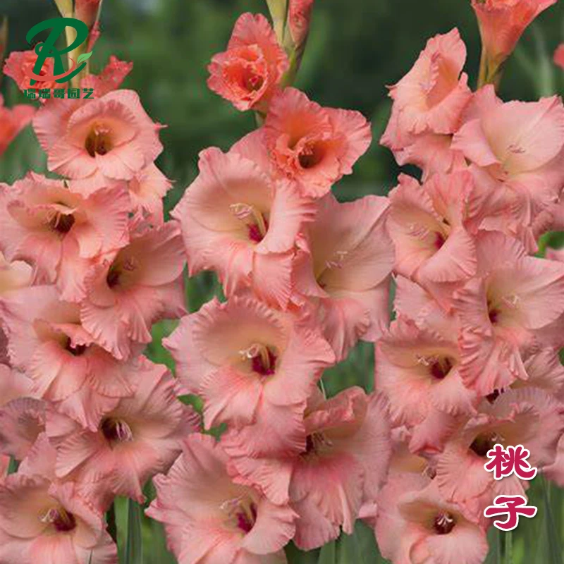 5颗【桃子】【不售后】剑兰种球荷兰进口唐菖蒲花卉绿植盆栽