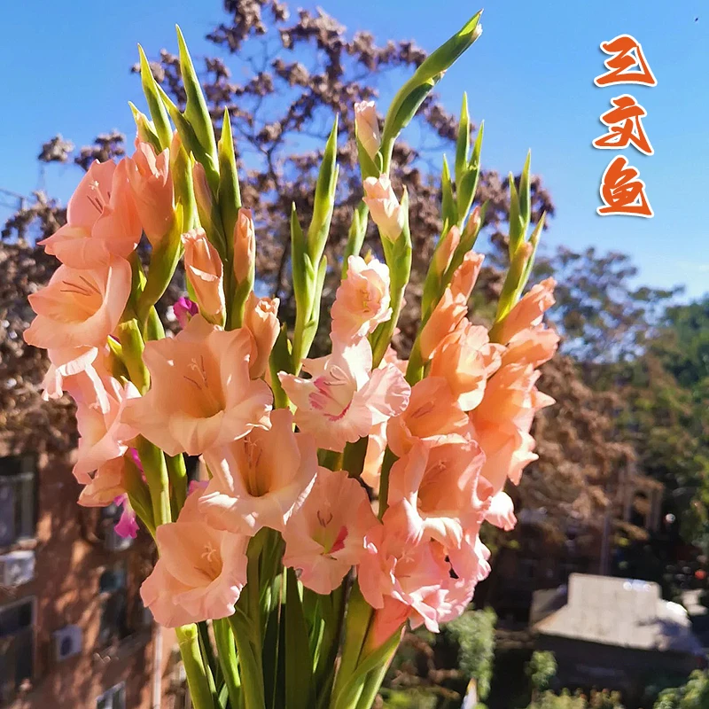 1代5颗【三文鱼】剑兰荷兰进口种球室内阳台庭院兰花盆栽花卉种子