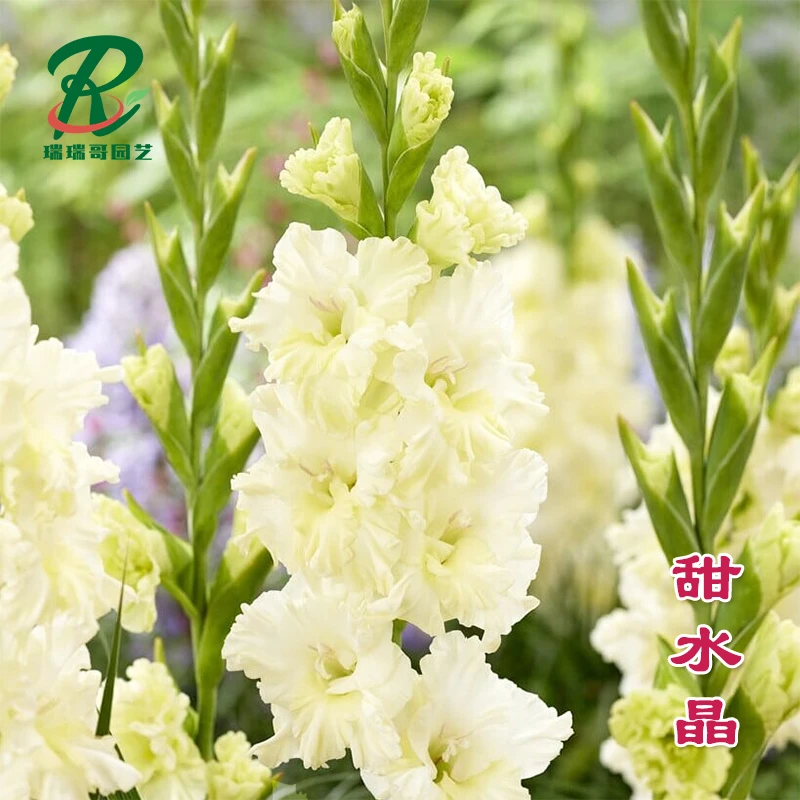 到手5棵【甜水晶】唐菖蒲剑兰荷兰进口种球室内阳台庭院兰花盆栽花