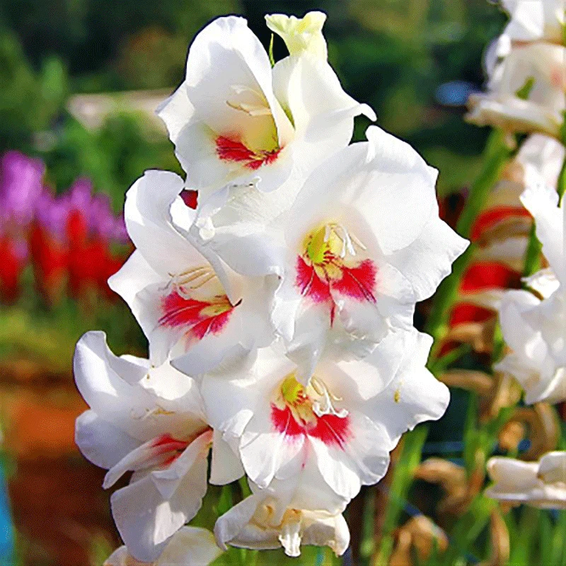 矮生5颗【龋齿】猫爪剑兰荷兰进口唐菖蒲花卉绿植室内阳台庭院盆栽
