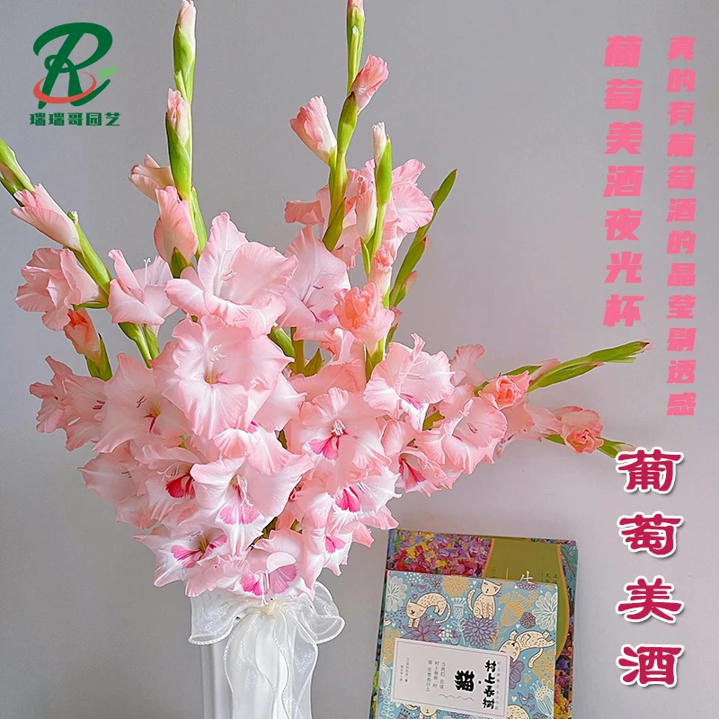 5颗【葡萄美酒】剑兰唐菖蒲荷兰进口种球室内阳台庭院兰花盆栽花卉