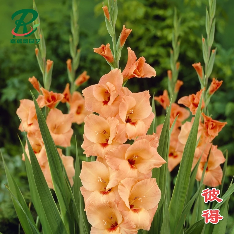 5颗【彼得】唐菖蒲剑兰种球荷兰进口花卉绿植盆栽种子办公室内