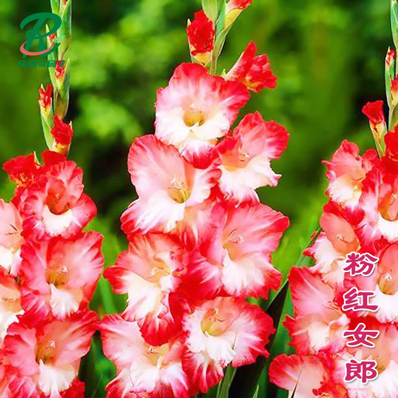 5颗【粉红女郎】唐菖蒲剑兰种球荷兰进口花卉绿植盆栽种子办公室内