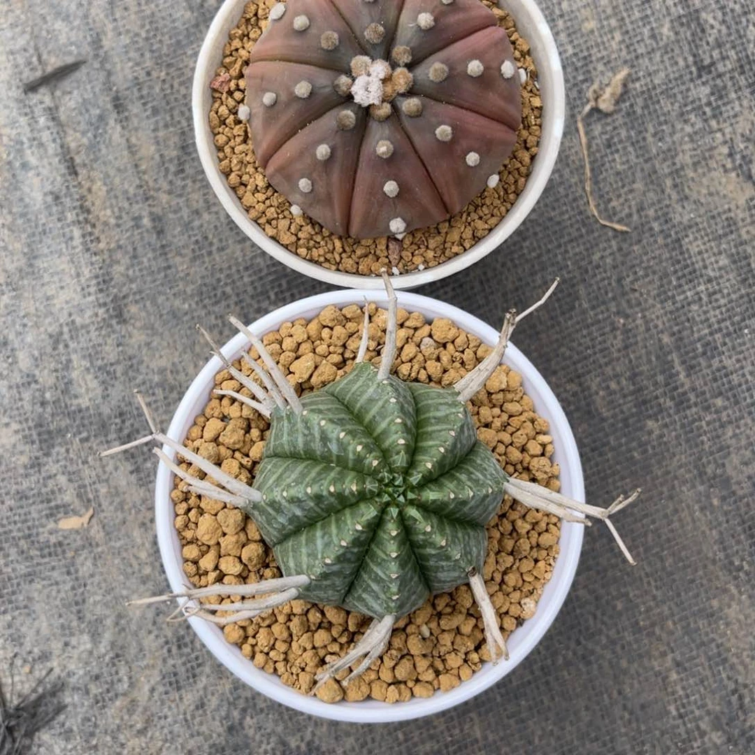 D*Ｄ仙人球一物一拍2颗