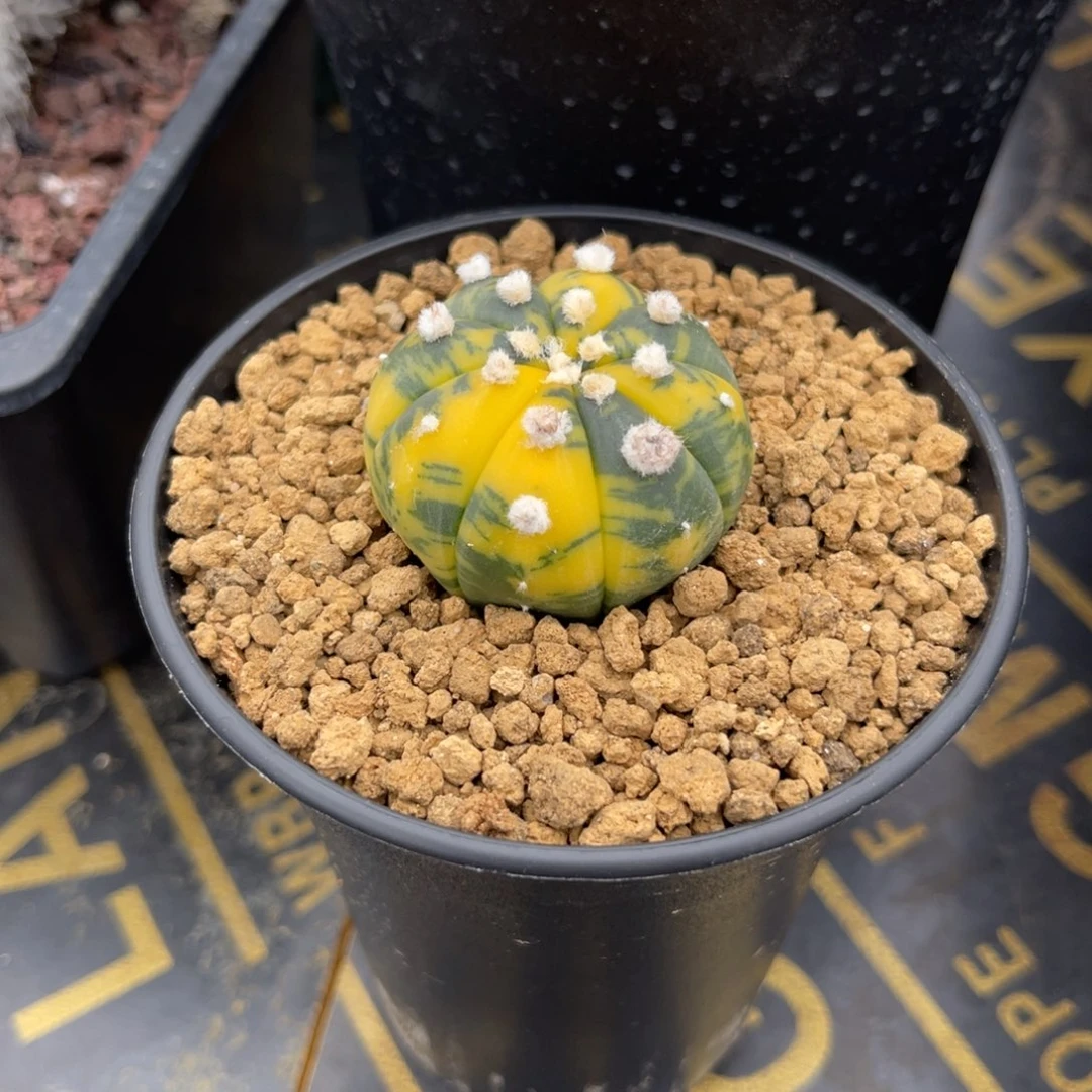 念*✨仙人球兜锦实生根