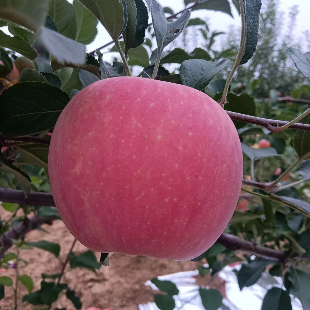陕西红富士，农家果，皮薄肉厚，脆甜多汁，自然成熟
