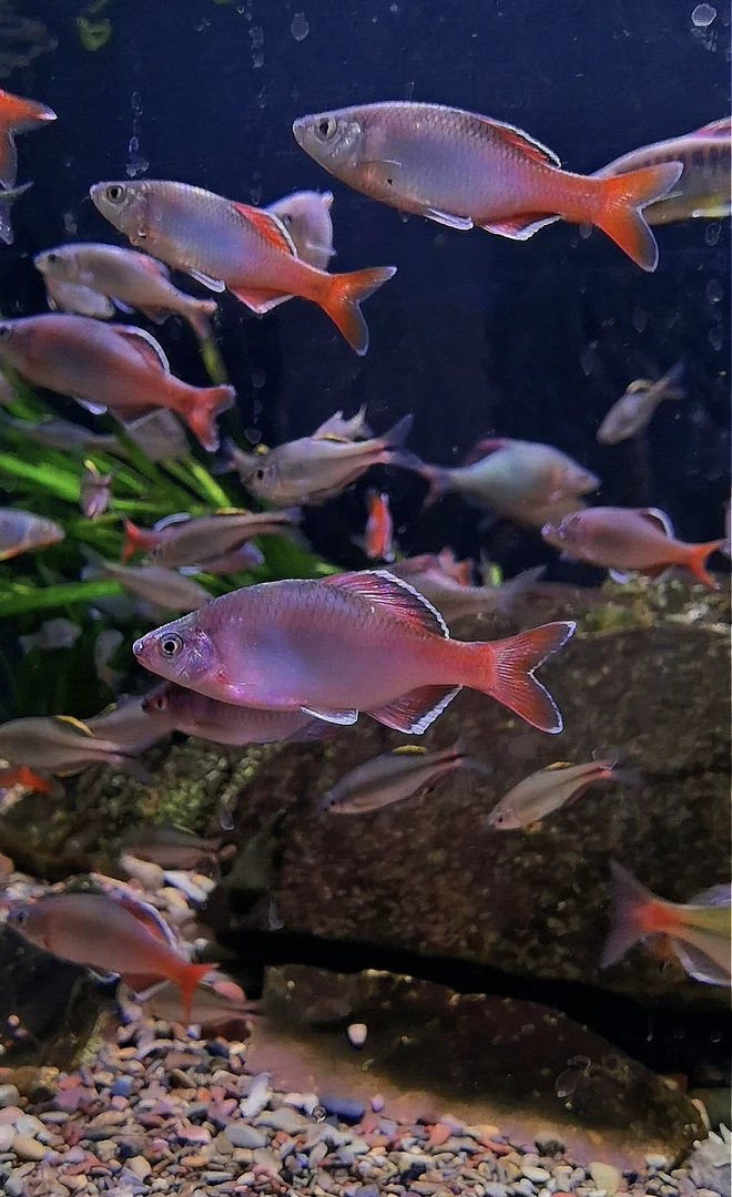 白边须鱊 广西原生鱼冷水鱼鳑鲏鱼饲养活体发货