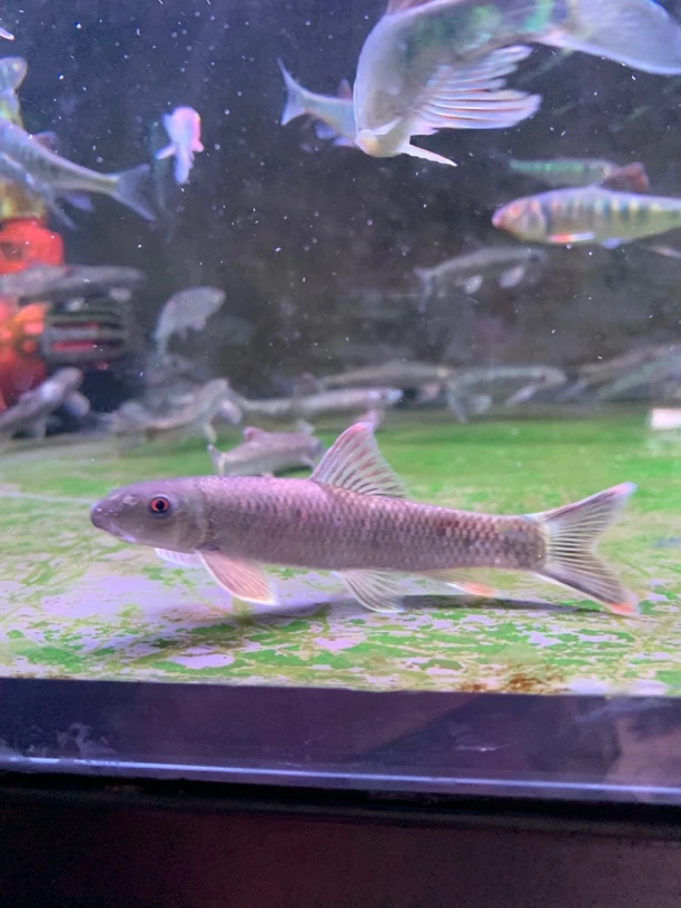 赤眼盘鮈鱼清洁鱼工具鱼除藻翻沙皮实耐养类似墨头鱼