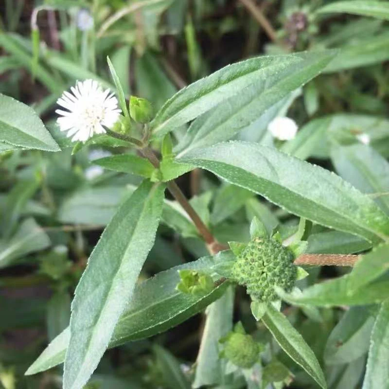 墨旱莲新鲜白花磨奇草潮汕白花磨其草早莲草白花墨草墨斗草乌心草