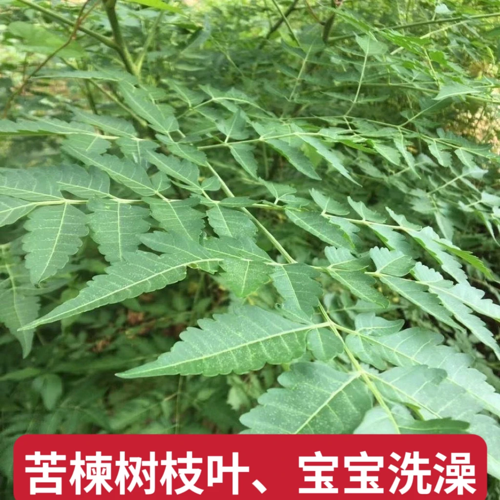 苦楝树枝叶新鲜苦练树中草药潮汕苦耐叶宝宝洗澡杀虫止痒疮癣疥癞