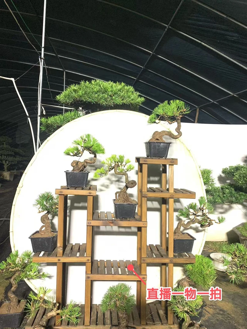 松柏造型盆景规格品种齐全造型美观 一物一拍