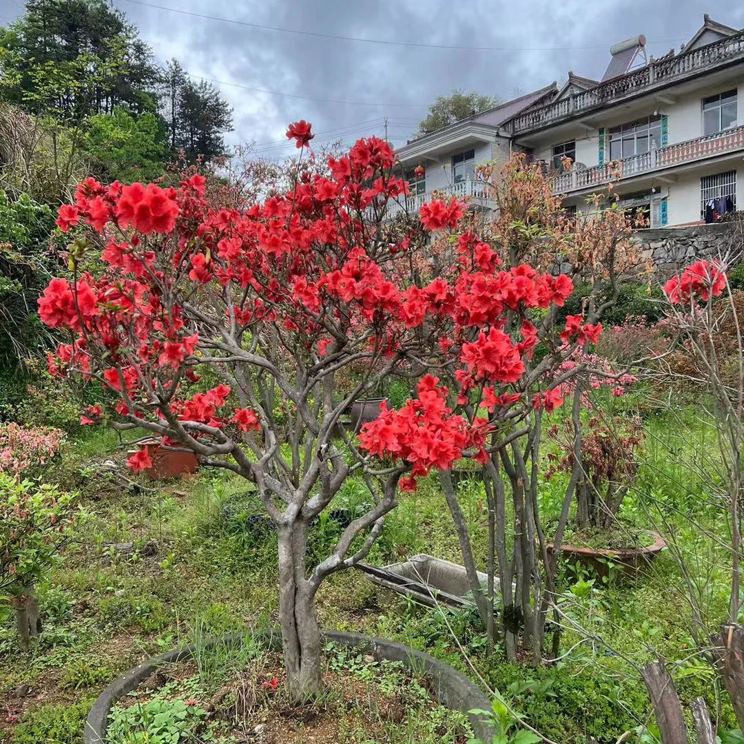 大别山映山红盆景