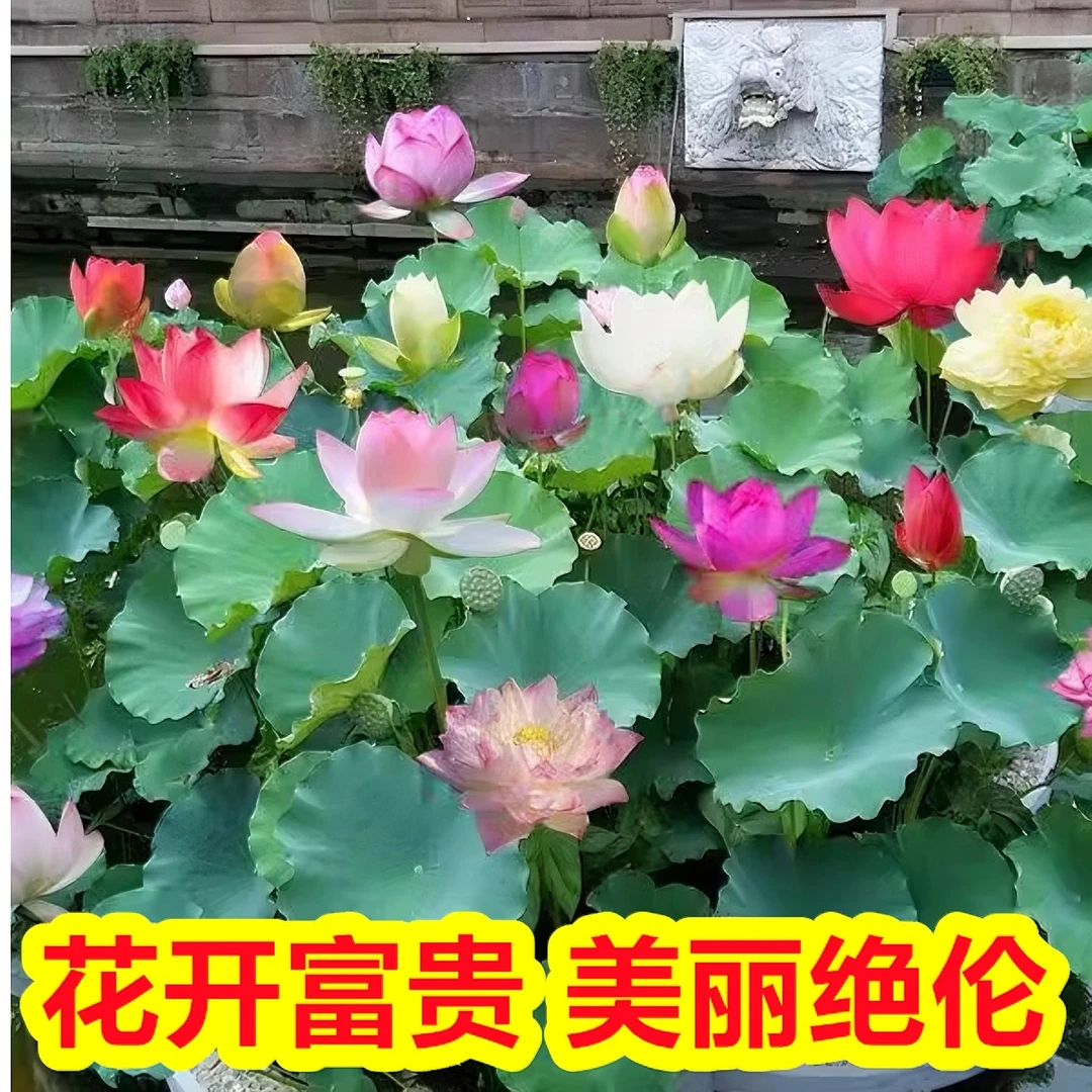 正宗五颜六色碗莲种子水莲花盆栽碗莲一年四季花种子水培鱼缸造景
