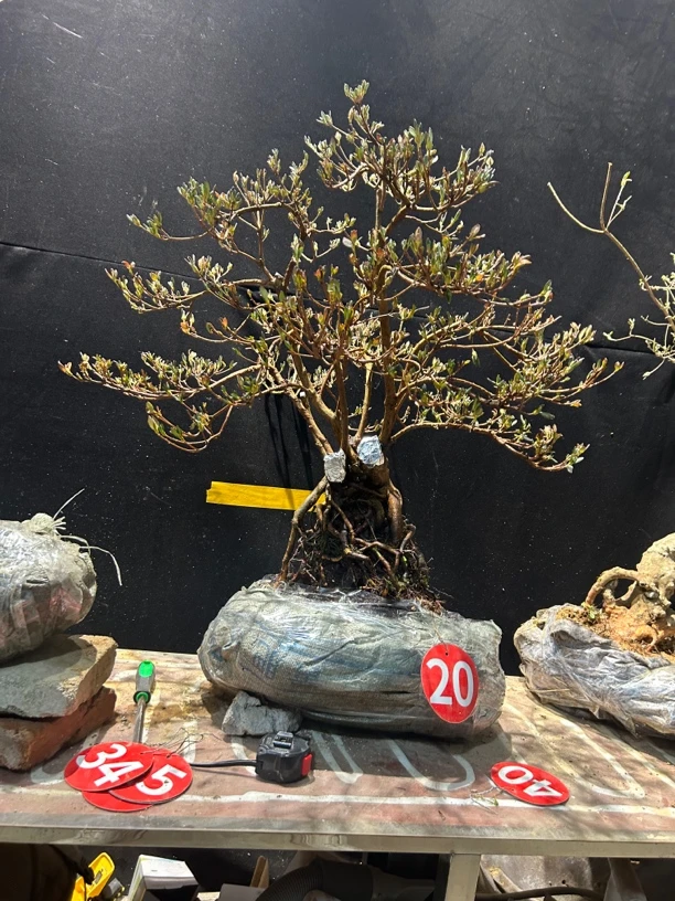 大别山先花后叶品种映山红