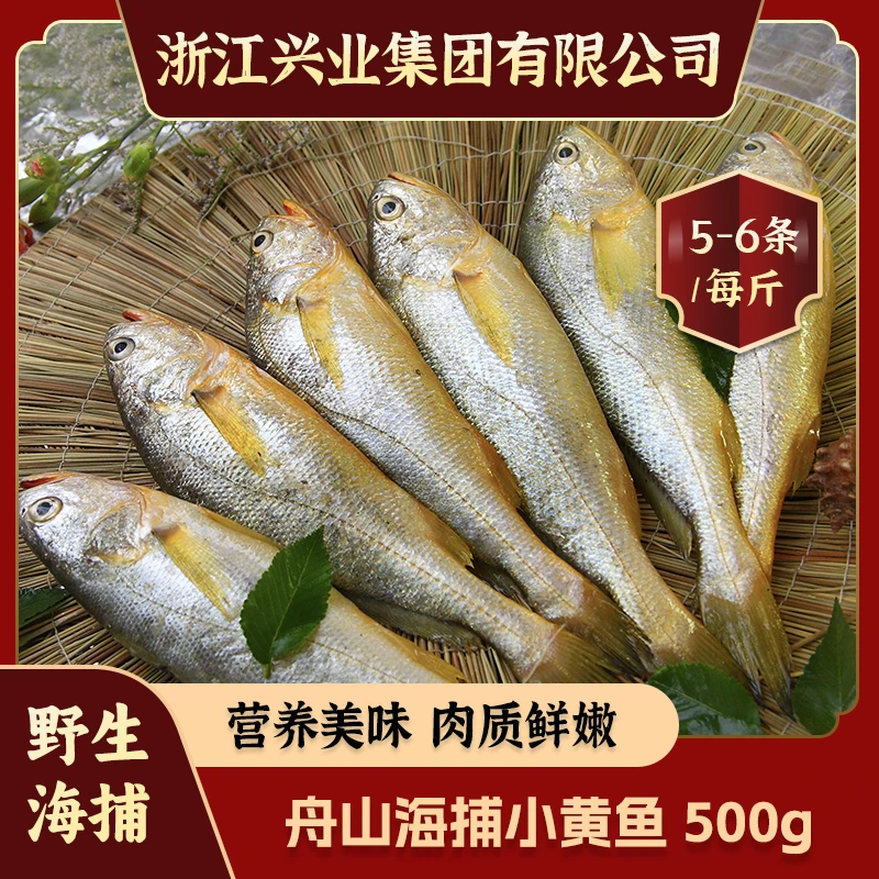 【野生捕捞】舟山新鲜春季小黄鱼营养美味肉质鲜嫩500g（5-6条/包）