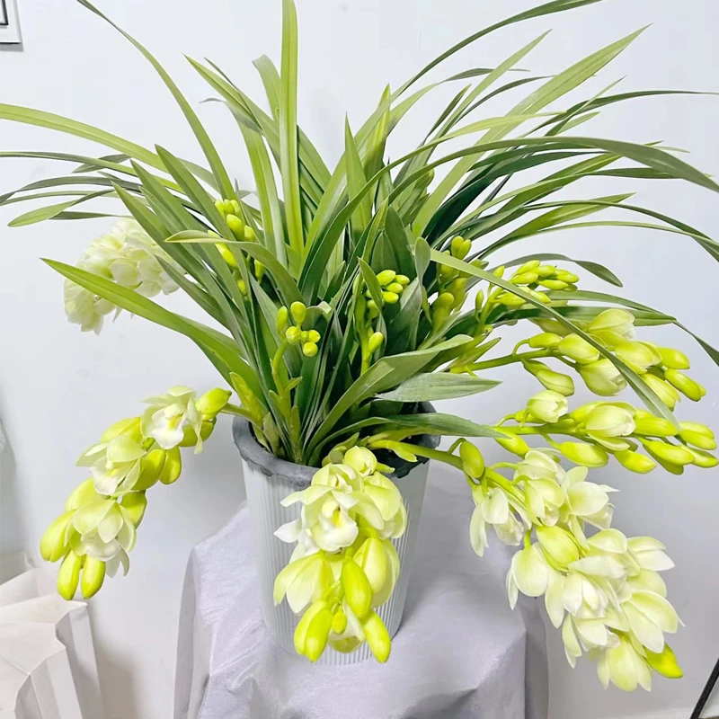 云南白玉香兰兰花盆栽带花苞356