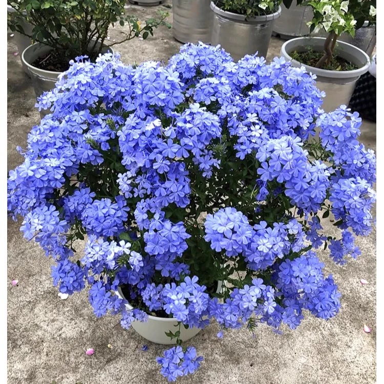 1加仑蓝雪花盆栽大苗带花棒棒糖耐热爬藤植物四季开阳台庭院好养