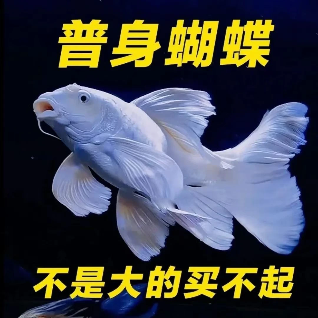 【普身蝴蝶鲤】正宗台湾观赏鱼贵妃白锦鲤好养冷水鱼包活到家鱼苗