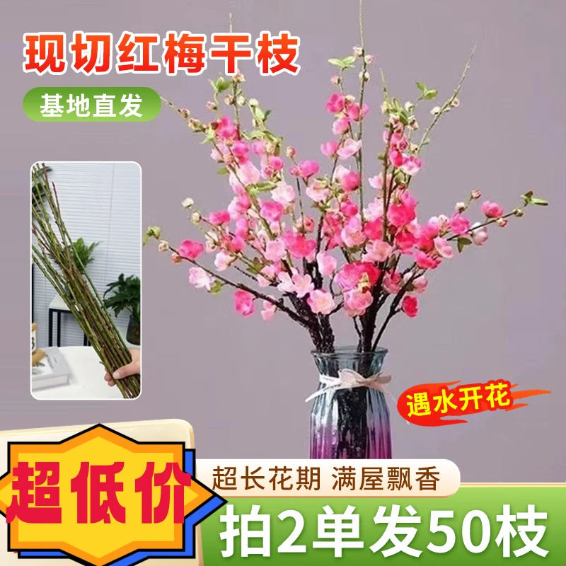 【6.6元16枝】水培鲜枝红梅 插水养鲜花耐寒好养易活 水培花卉阳