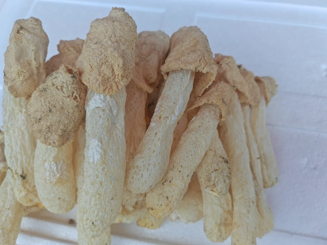 精品竹荪竹荪球煲汤炒菜涮火锅干货食用农产品