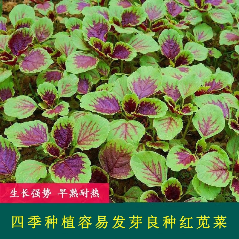 红苋菜收获大圆叶耐热耐旱阳台盆栽柳叶健康种籽农家汗菜蔬菜收获