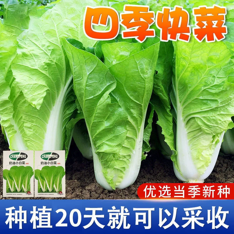 奶油小白菜种子快菜无刺快速收成9月蔬菜全国种植快收奶油小白菜
