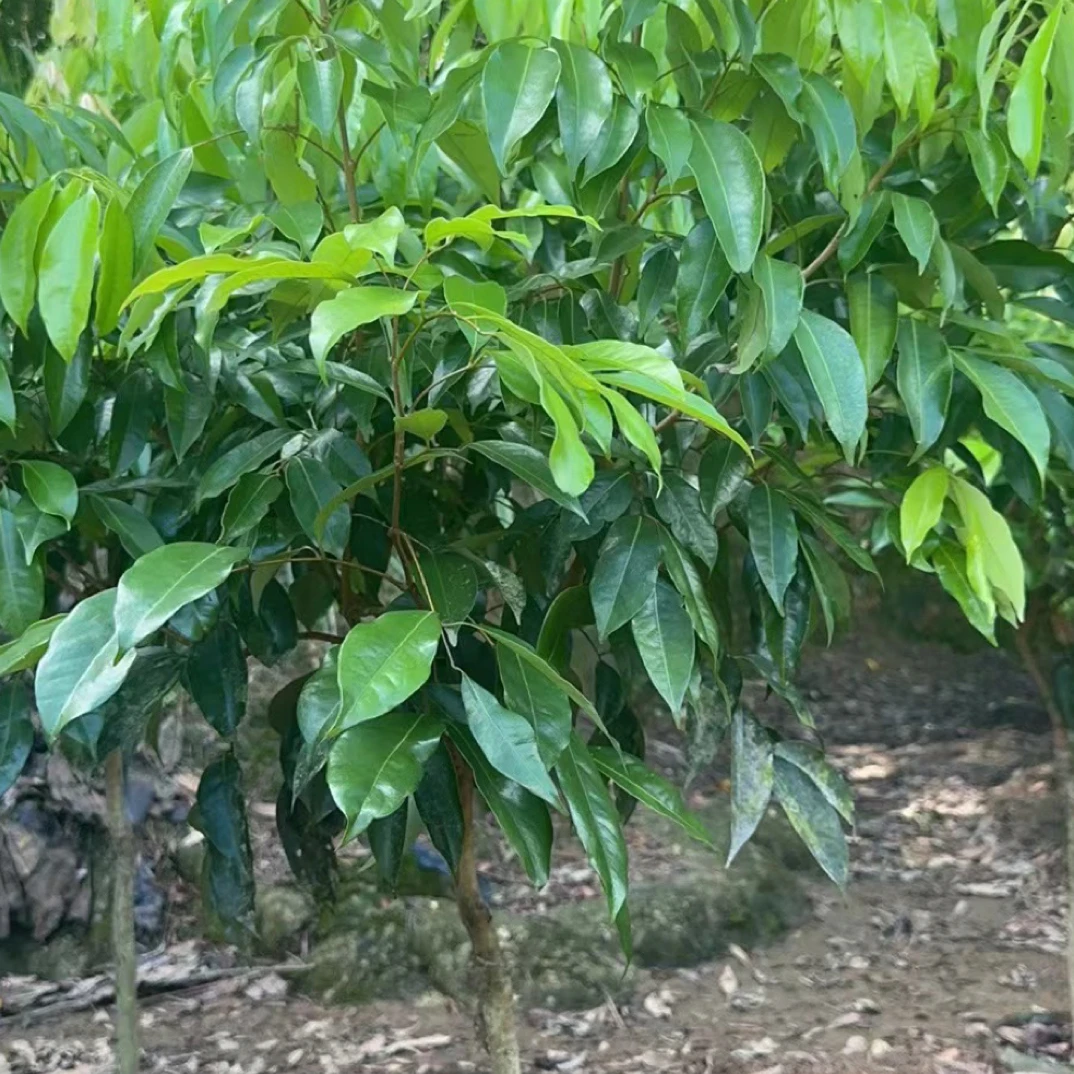 荔枝树苗妃子笑无核荔枝嫁接果树苗桂味糍米糍白糖罂鸡嘴荔三月红