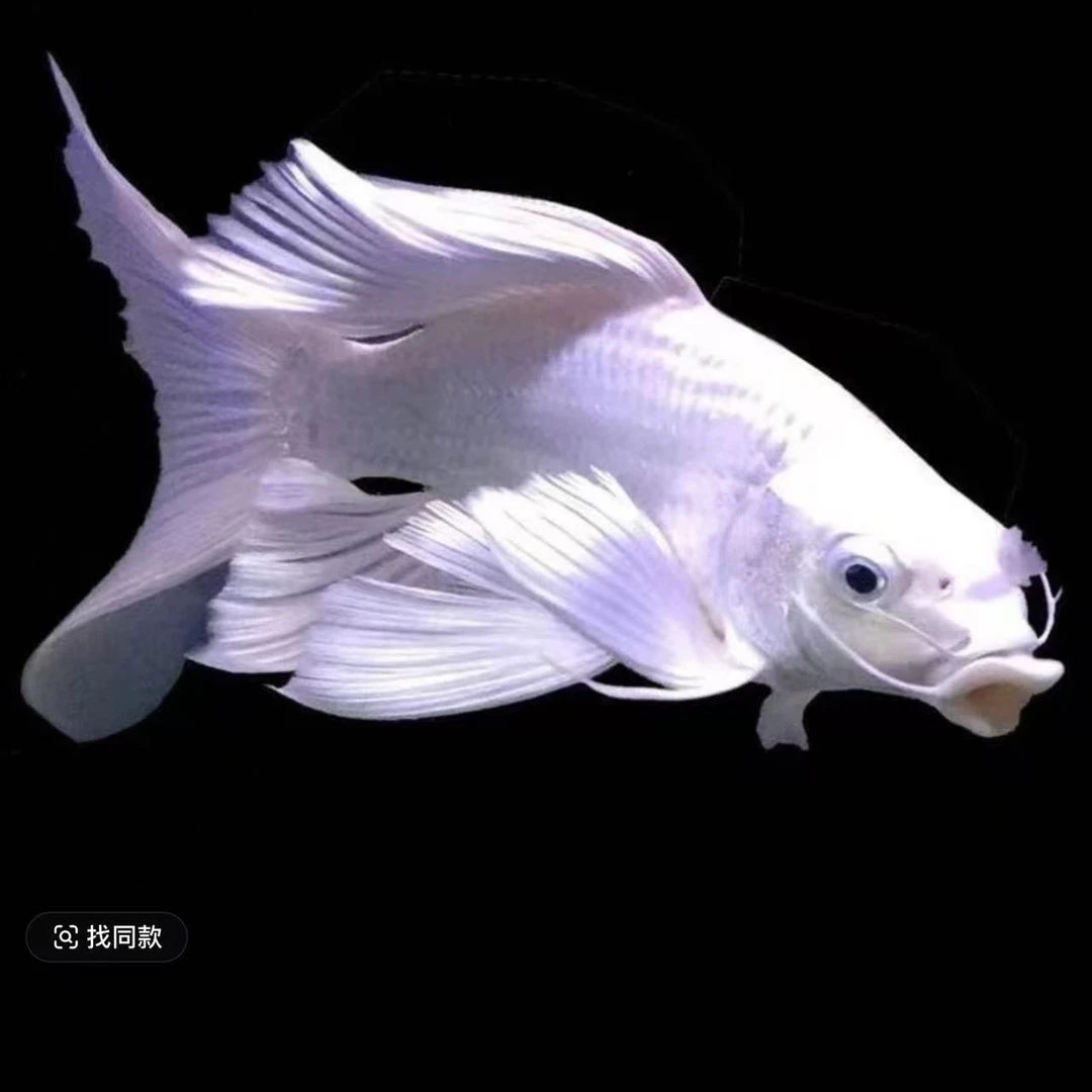 宠物/宠物食品及用品 > 宠物活体 > 水族活体 > 鱼