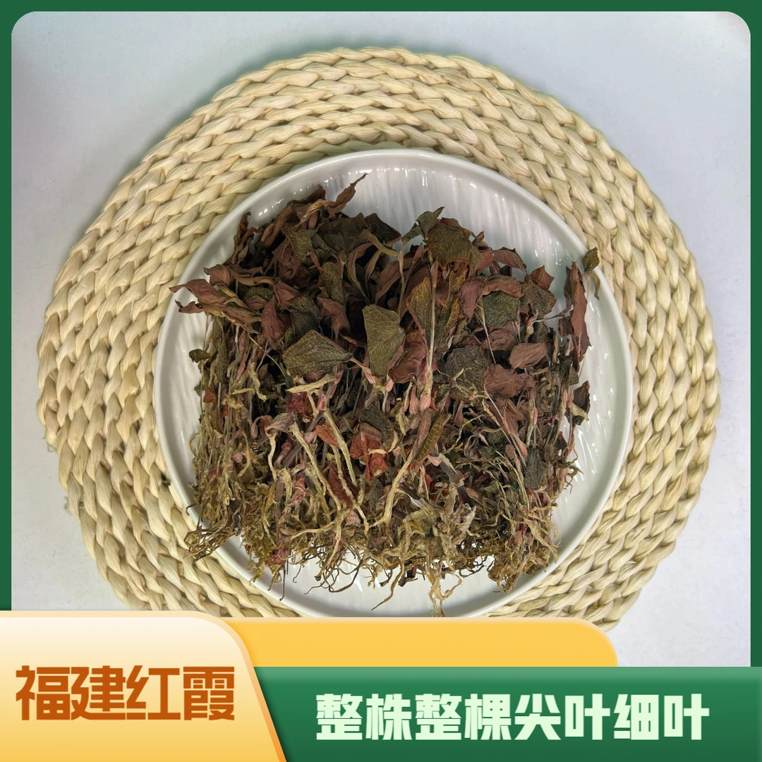 福建红霞金丝草整株发货 菌适合煲汤煲水