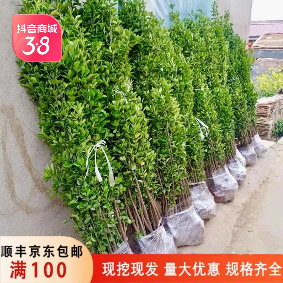 耐旱北海道黄杨苗冬青树苗四季常青室外庭院围墙篱笆绿篱植物耐寒