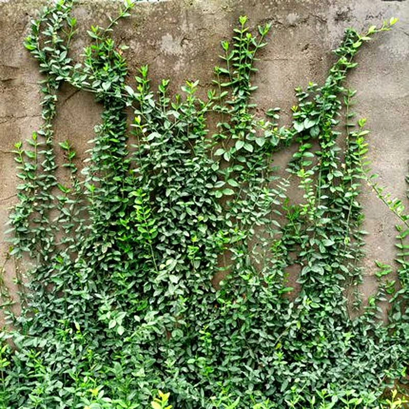 小叶扶芳藤爬藤植物四季常青爬墙红叶大苗绿化工程耐寒多年生花卉