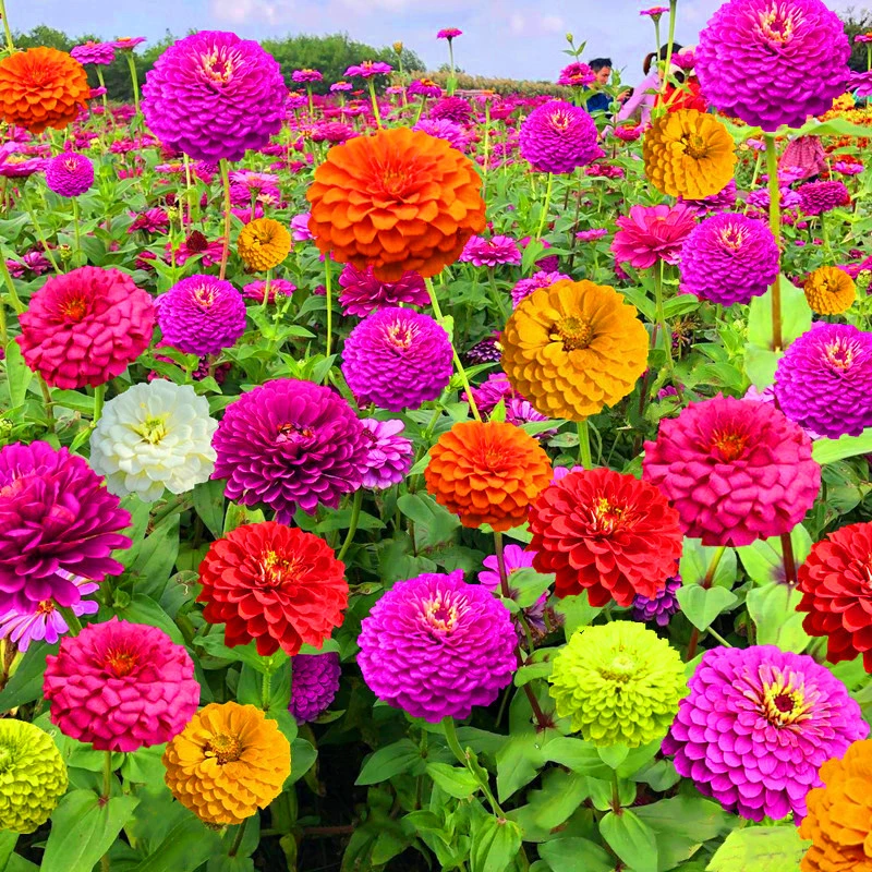 百日草花种籽子七彩重瓣百日草花种子四季开花百日菊花籽庭院室外