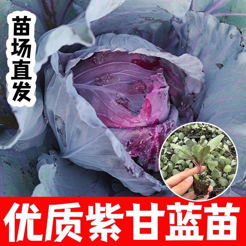 紫甘蓝秧苗包心菜卷心菜苗