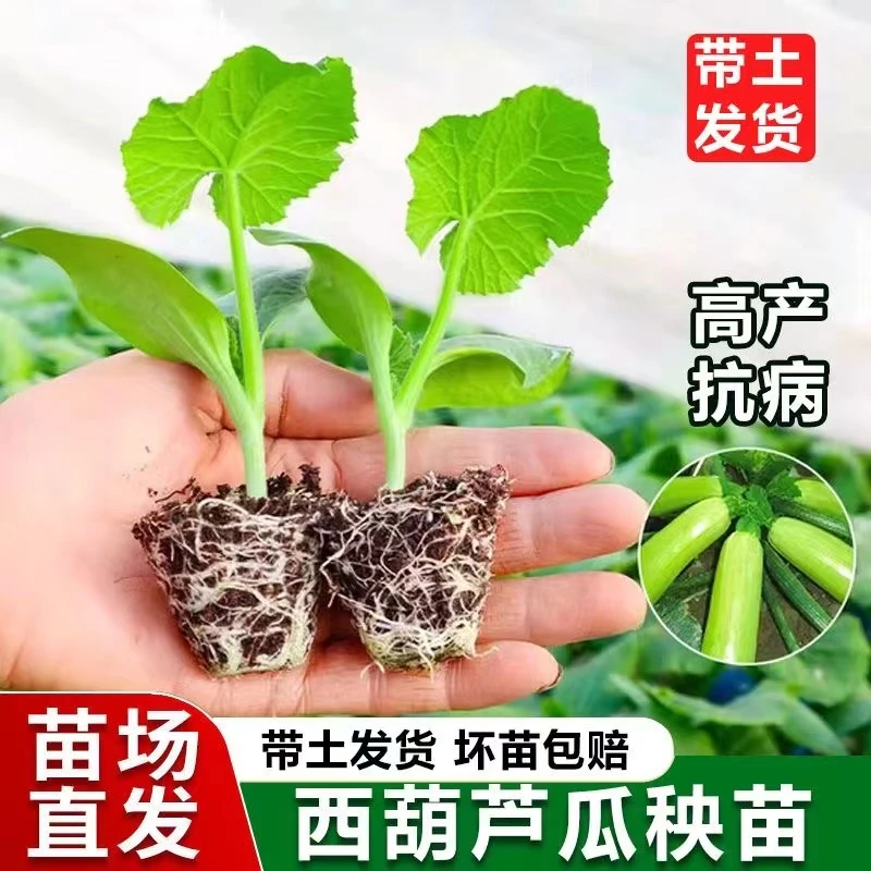 西葫芦秧苗西葫芦苗带土秧苗幼苗蔬菜苗高产早熟绿皮西葫芦苗占瓜