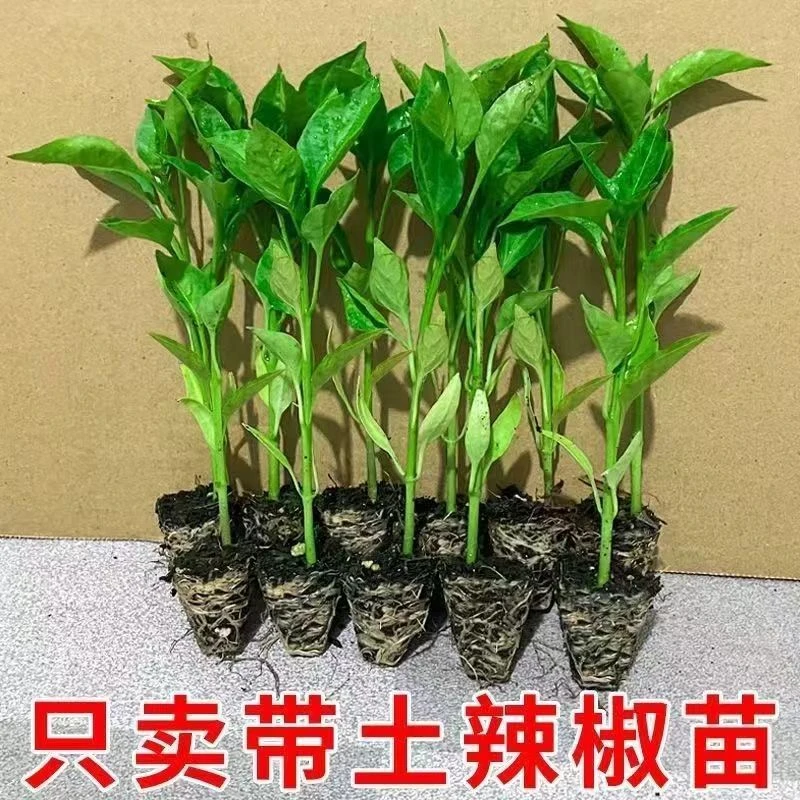 螺丝椒辣椒苗高产香辣特大辣椒种籽螺丝椒薄皮南方盆栽蔬菜苗秧孑
