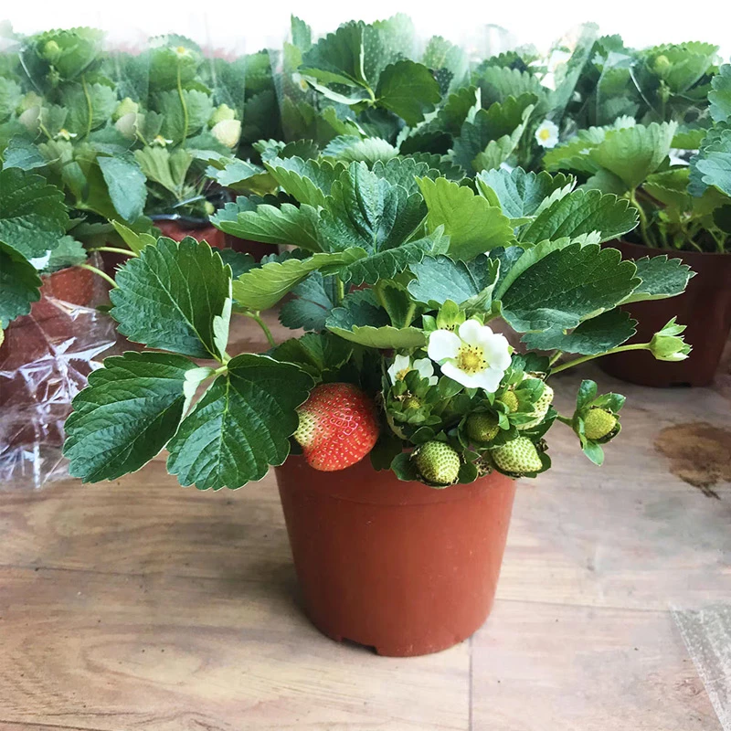 带花带果草莓盆栽草莓苗冬季结果