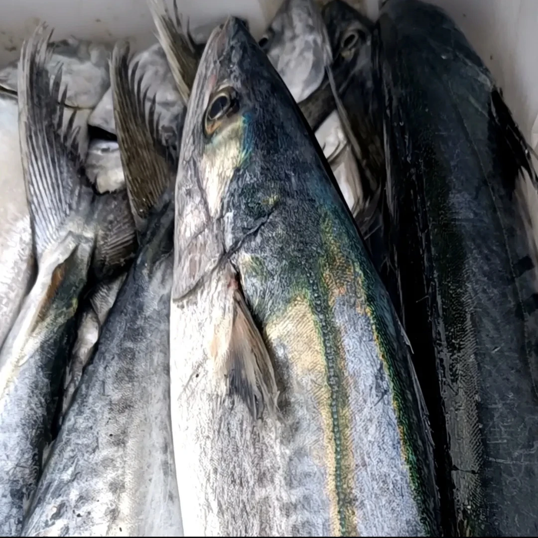 新鲜鲅鱼(马鲛鱼）野生海捕 鲅鱼5斤/10斤