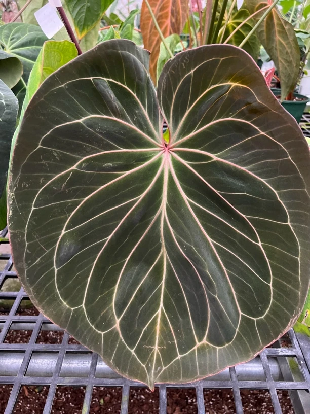 一号链接 小林优选花烛 一物一拍