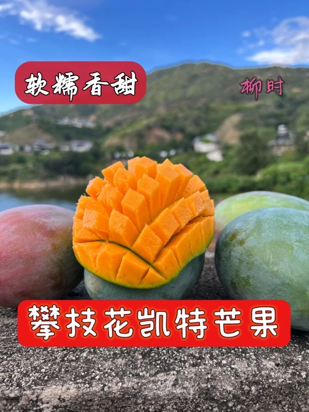 【天依小可爱专属】攀枝花凯特芒果5斤/8斤青芒催熟食用