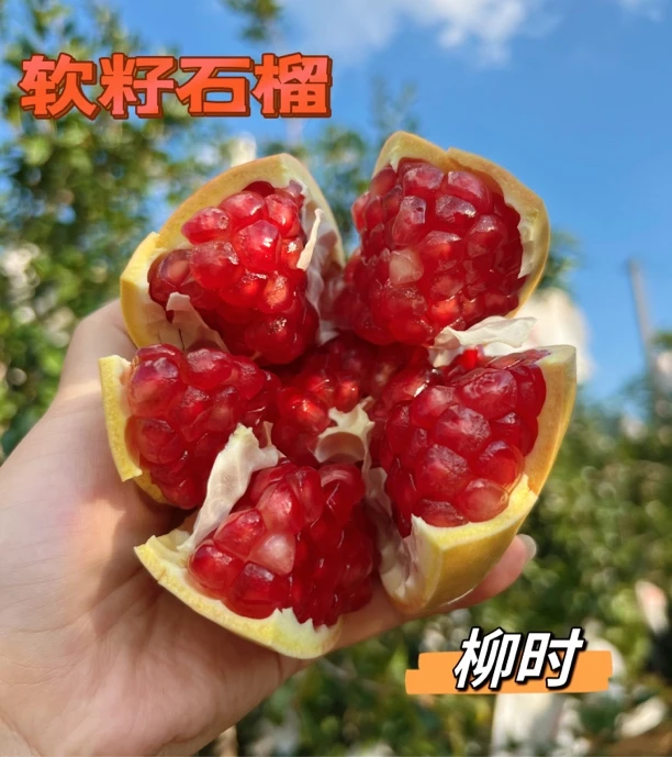 【程大燕专属】四川软籽石榴甜蜜多汁净重4.8-5.2斤单果250克起