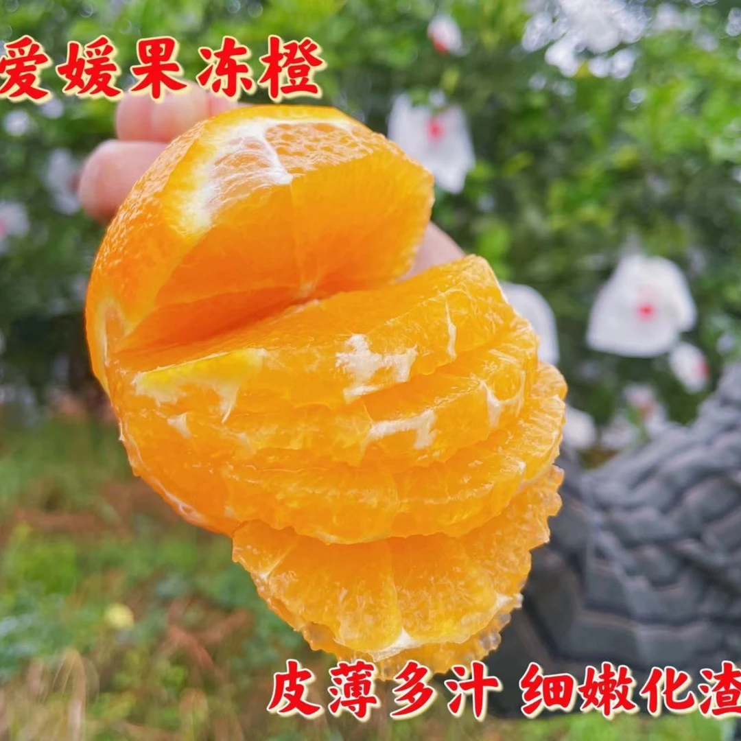 【双胞胎糖果专属】四川爱媛果冻橙4.5斤新鲜水果皮薄酸甜多汁