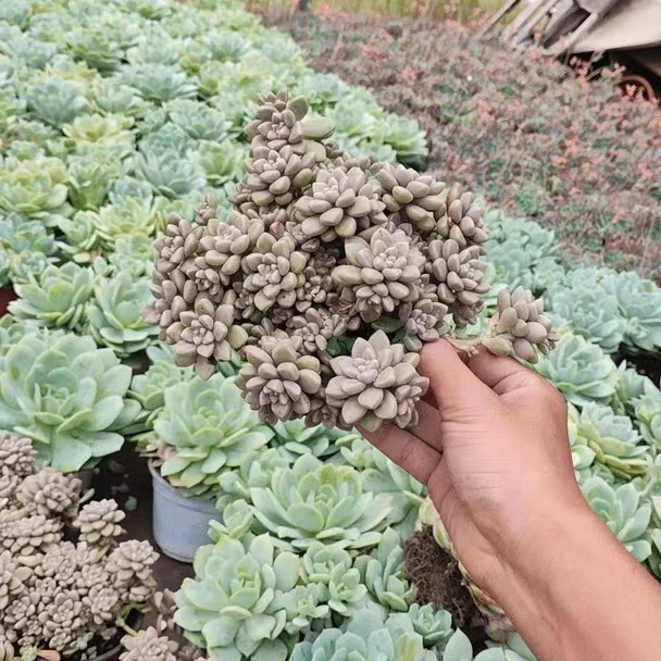 丸叶姬秋丽 多肉植物（9.9包邮