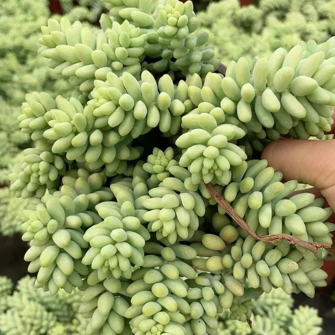 玉坠 多肉植物（全店9.9包邮