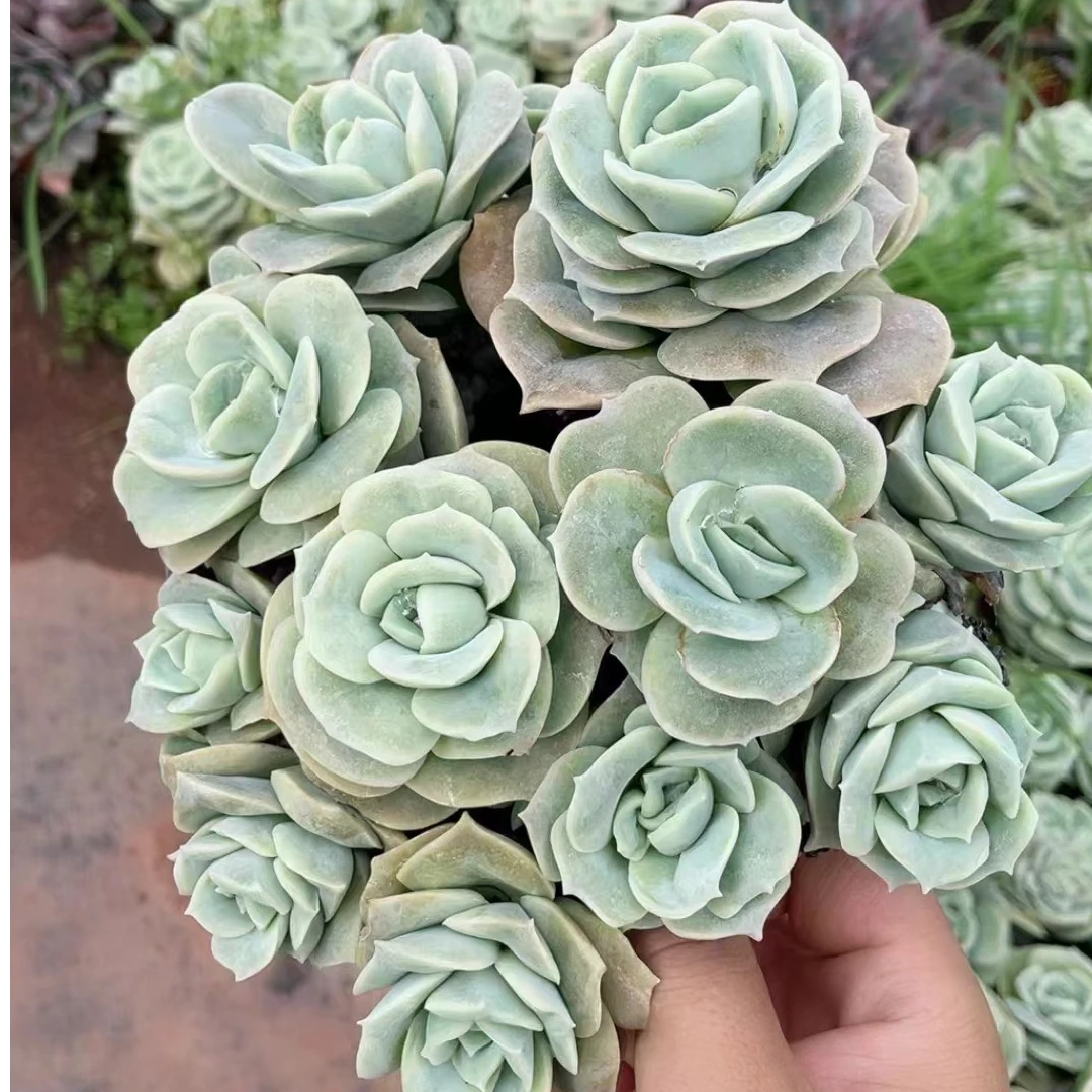 可爱玫瑰  多肉植物